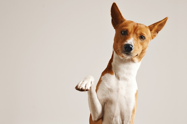 Cachorro basenji inteligente e amigável dando a pata de perto isolado no  branco | Foto Grátis