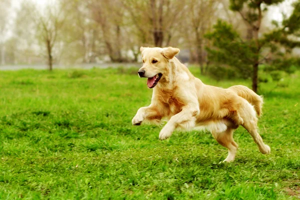 Imagens de Cachorro correndo feliz sem royalties | Depositphotos