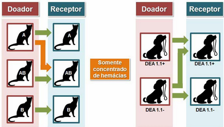 Terapia transfusional em cães e gatos: testes de tipagem ...