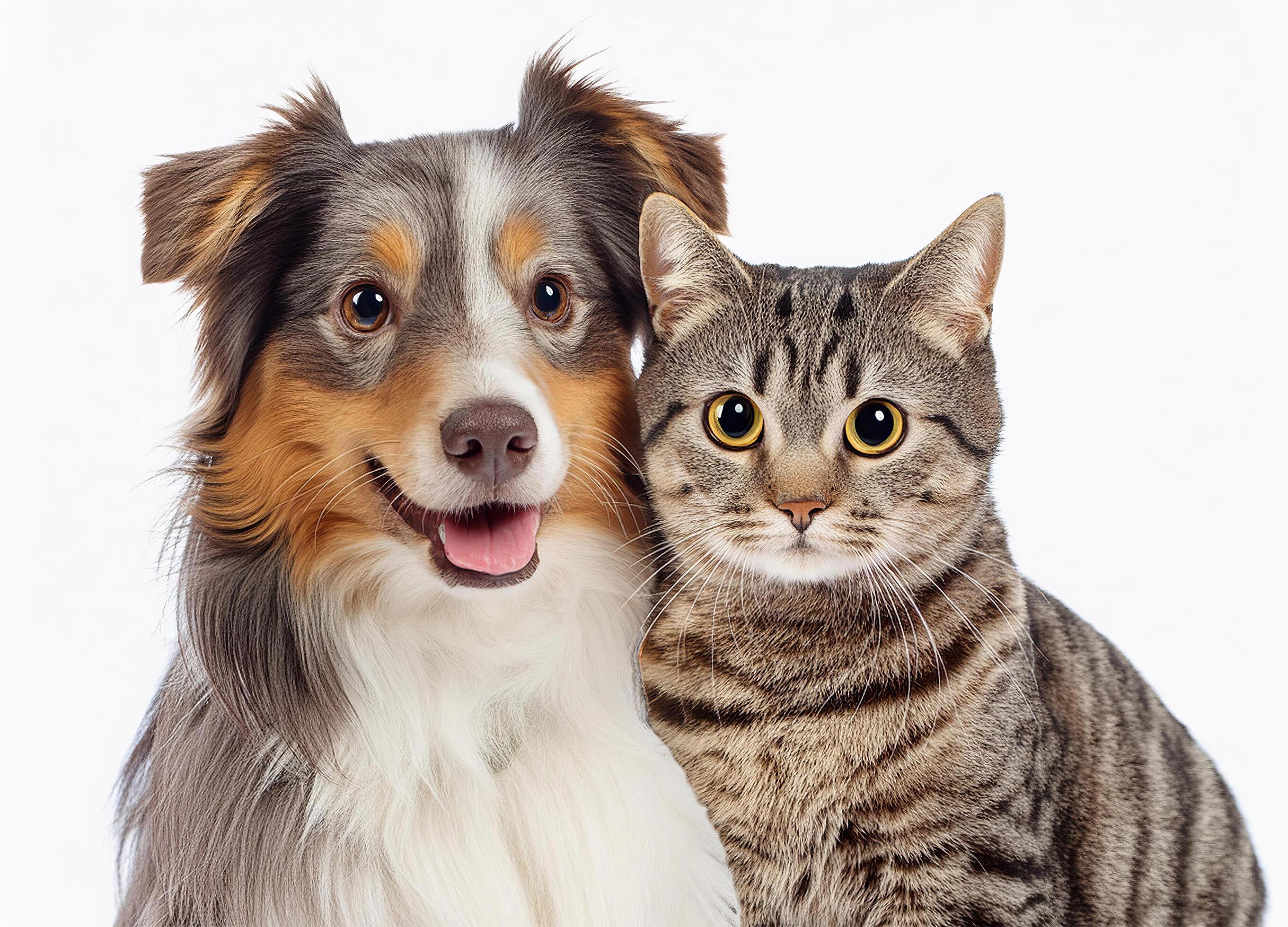 feliz cachorro e gato este olhando às a Câmera juntos isolado em branco  fundo 47006905 Foto de stock no Vecteezy