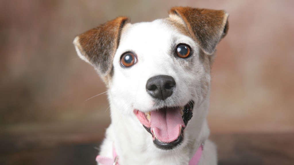 40 maneiras de fazer seu cachorro mais feliz