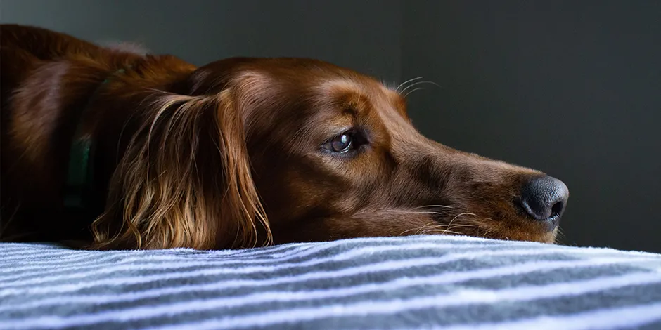 Meu cachorro está triste e quieto: O que fazer? | Purina Brasil