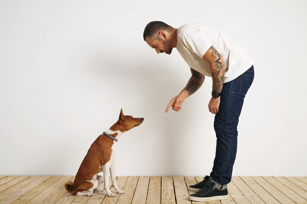 Treinamento de Cães: Desenvolvendo uma Parceria com Seu Amigo de Quatro Patas | Dog Vibe