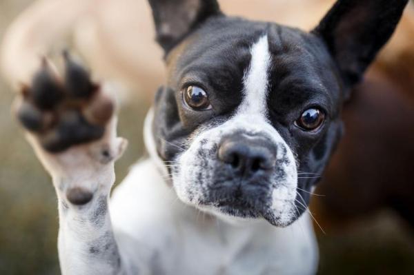Por que o cachorro levanta a PATA da FRENTE? 8 Motivos