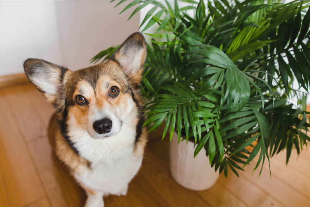 Veja os perigos das plantas tóxicas para cães e gatos - Portal EdiCase