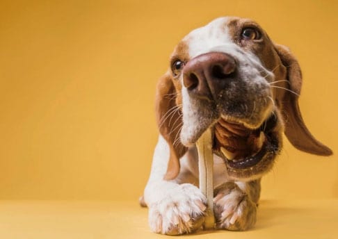 Cachorro enjoa da ração - O que fazer? Dicas e Ideias