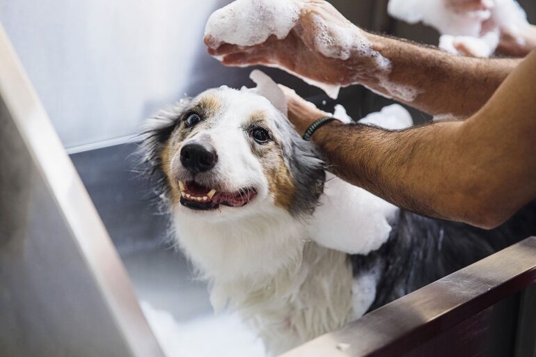 Como cuidar de cães grandes no seu banho e tosa - PetSPA