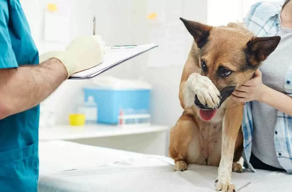 Seu pet tem medo de ir ao veterinário? 5 dicas de como ajudá-lo a superar! | Botica Pets