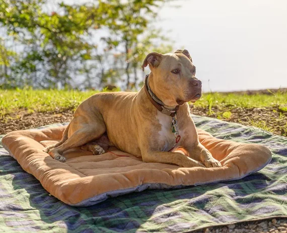 close-de-um-pit-bull-terrier-americano-em-repouso-em-um-pano