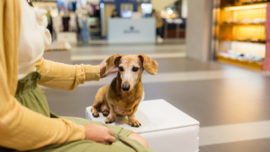 shopping pet friendly