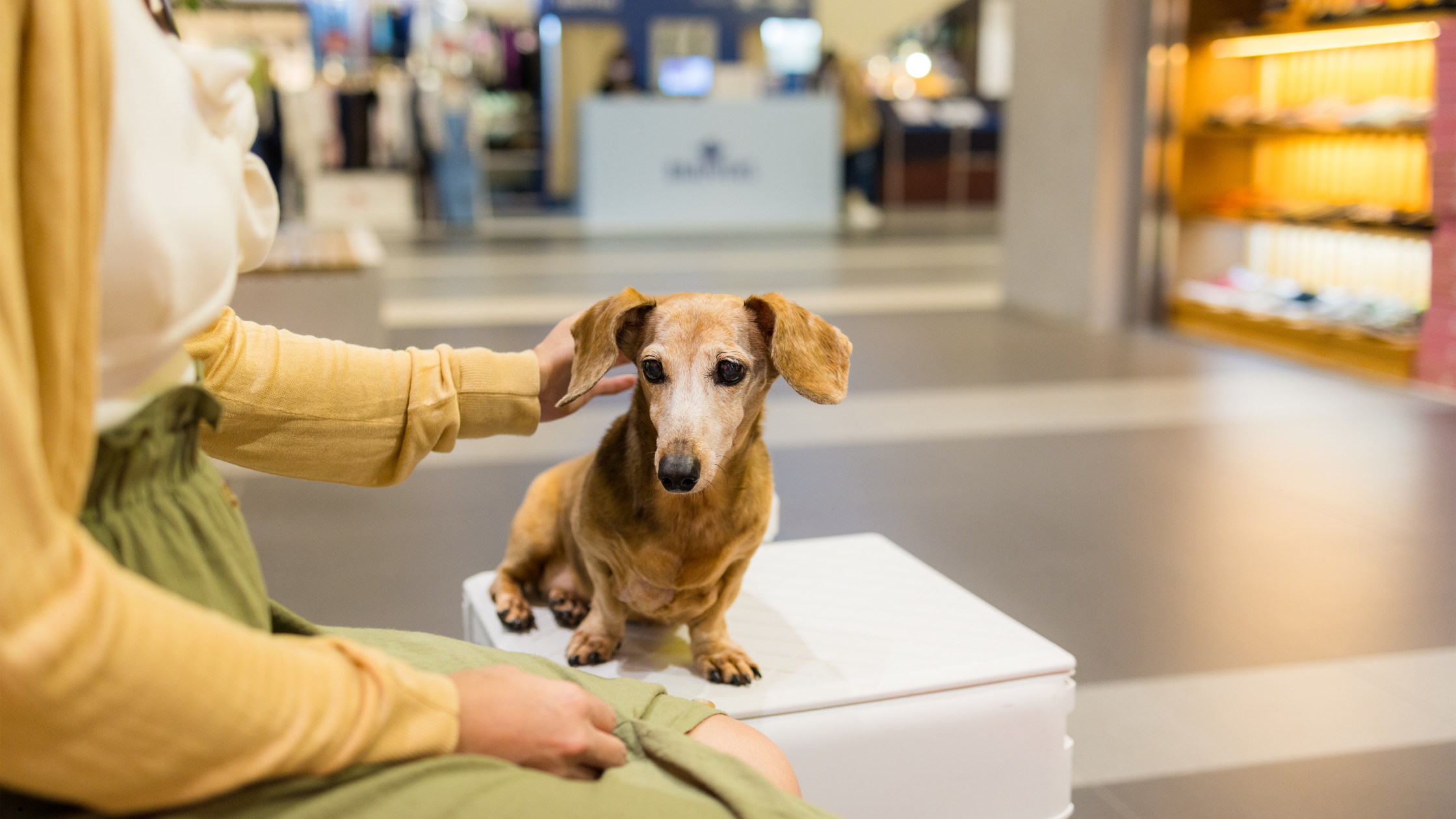 shopping pet friendly