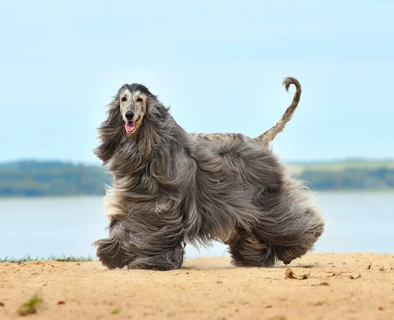 Afghan-Hound-Galgo-Afegao-img1