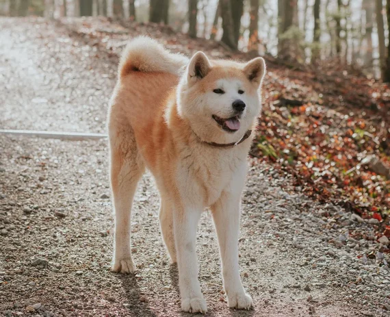 Akita-Inu-img1