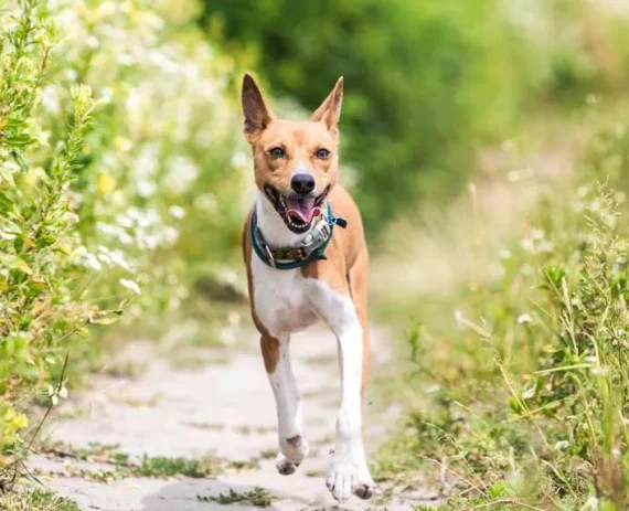 Basenji-img1