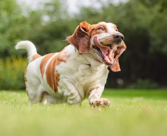Basset-Hound-img1