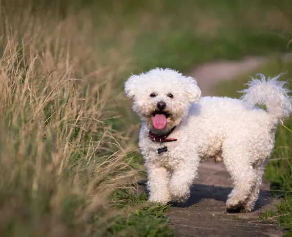 Bichon-Frise-img1