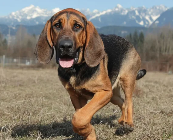 Bloodhound-img1