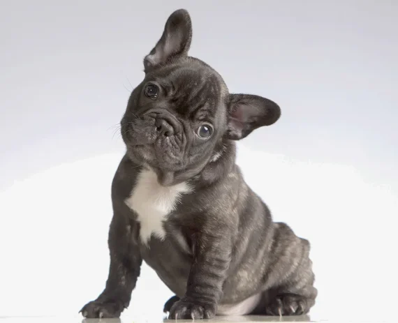 Buldogue-Frances-img1