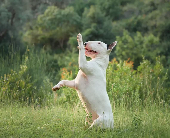 Bull-Terrier-img1
