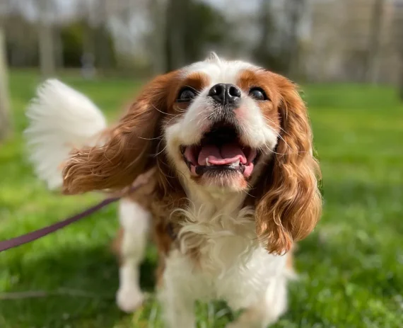 Cavalier-King-Charles-Spaniel-img1