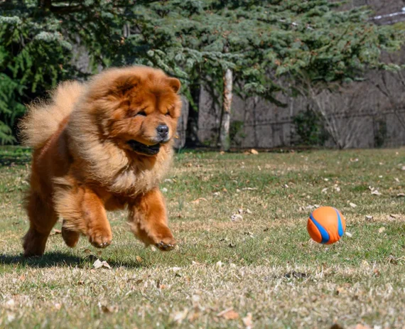 Chow-Chow-img1