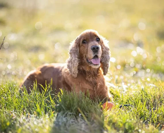 Cocker-Spaniel-Ingles-img1