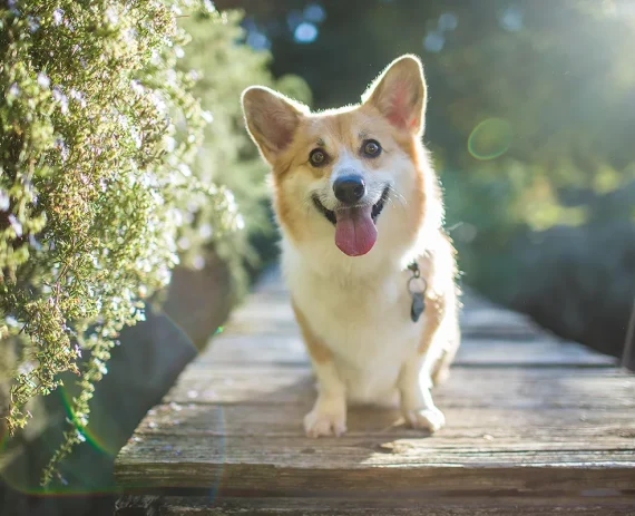 Corgi-Gales-Pembroke-img1