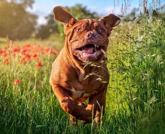 Dogue-de-Bordeaux-img1