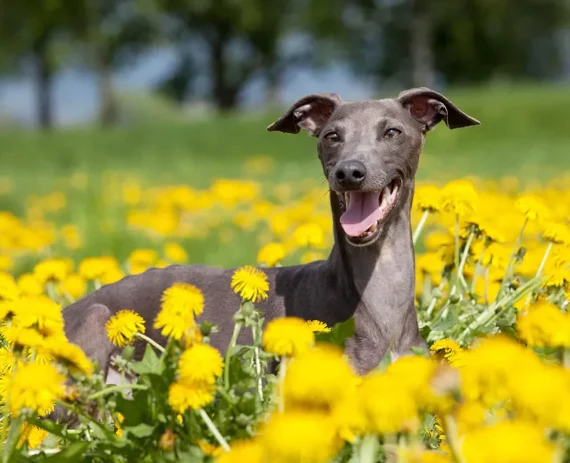 Galgo-Ingles-Greyhound-img1
