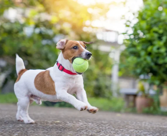 Jack-Russell-Terrier-img1
