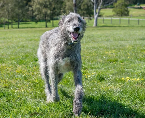 Lebreu-Irlandes-Irish-Wolfhound-img1
