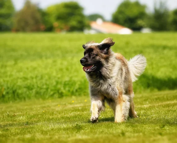 Leonberger-img1