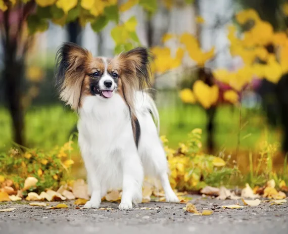 Papillon-img1
