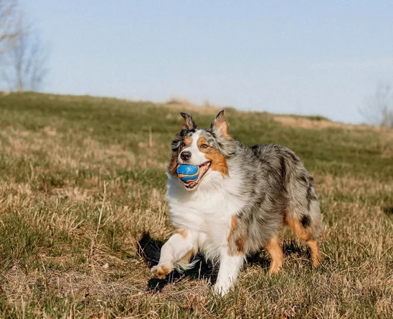 Pastor-Australiano-Australian-Shepherd-img1