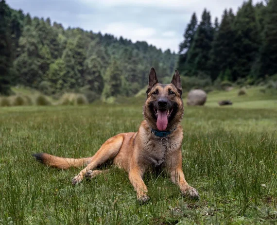 Pastor-Belga-Malinois-img1