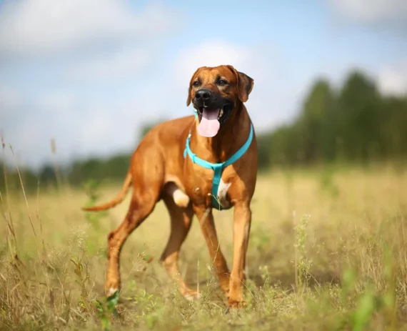 Rhodesian-Ridgeback-img1