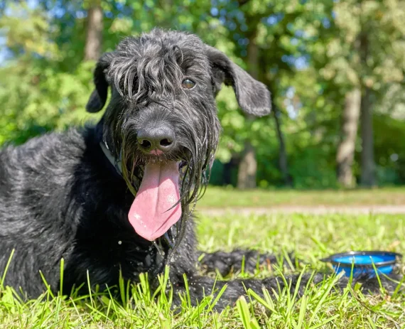 Schnauzer-Gigante-img1
