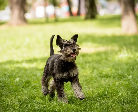 Schnauzer-Miniatura-img1