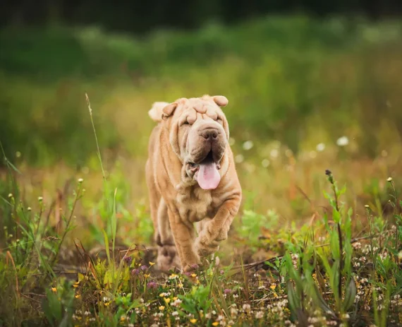 Shar-Pei-img1