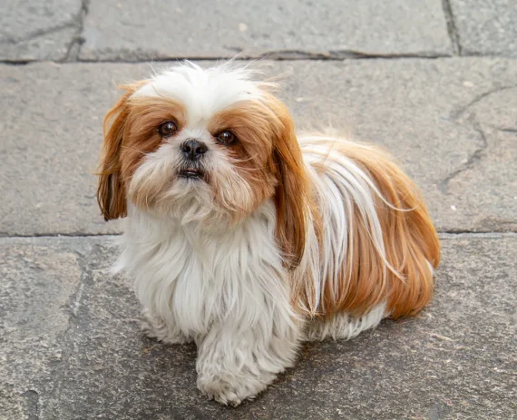 Shih-Tzu-img1