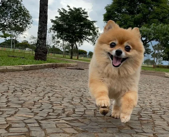 Spitz-Alemao-Lulu-da-Pomerania-img1