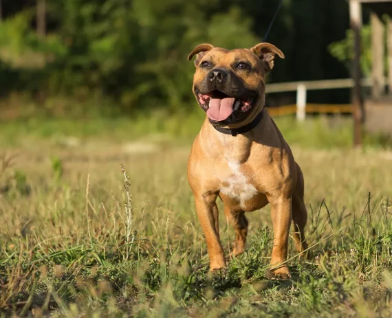 Staffordshire-Bull-Terrier-img1