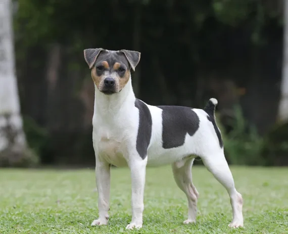 Terrier-Brasileiro-Fox-Paulistinha-img1