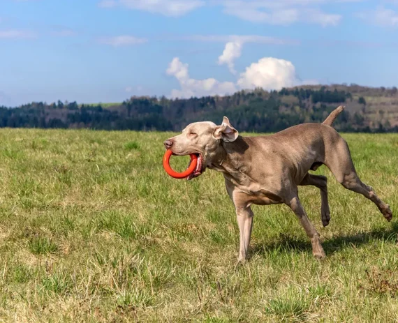 Weimaraner-img1