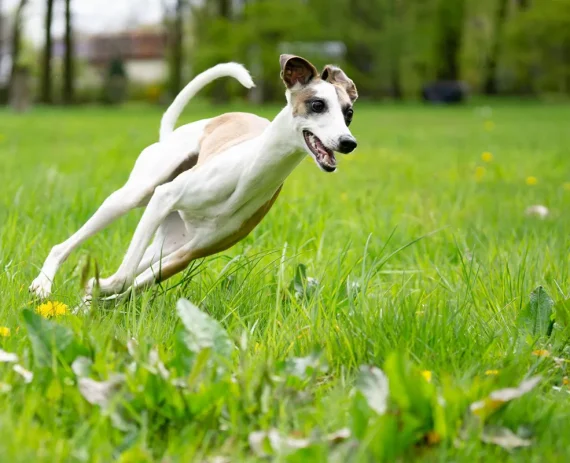 Whippet-img1