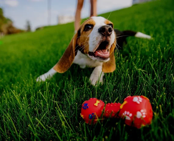 beagle-img1