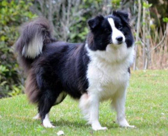 border-collie-1