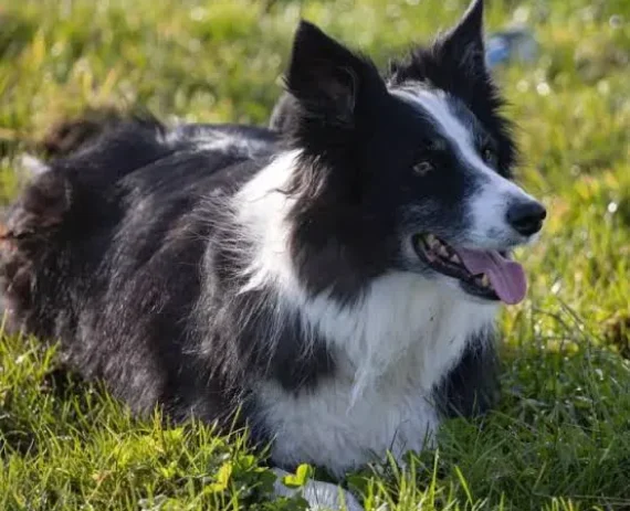 Cachorro da raça Border collie deitado na grama