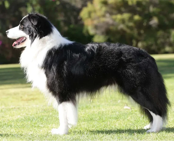 border-collie
