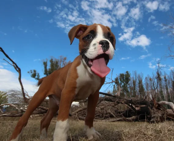 boxer-img1